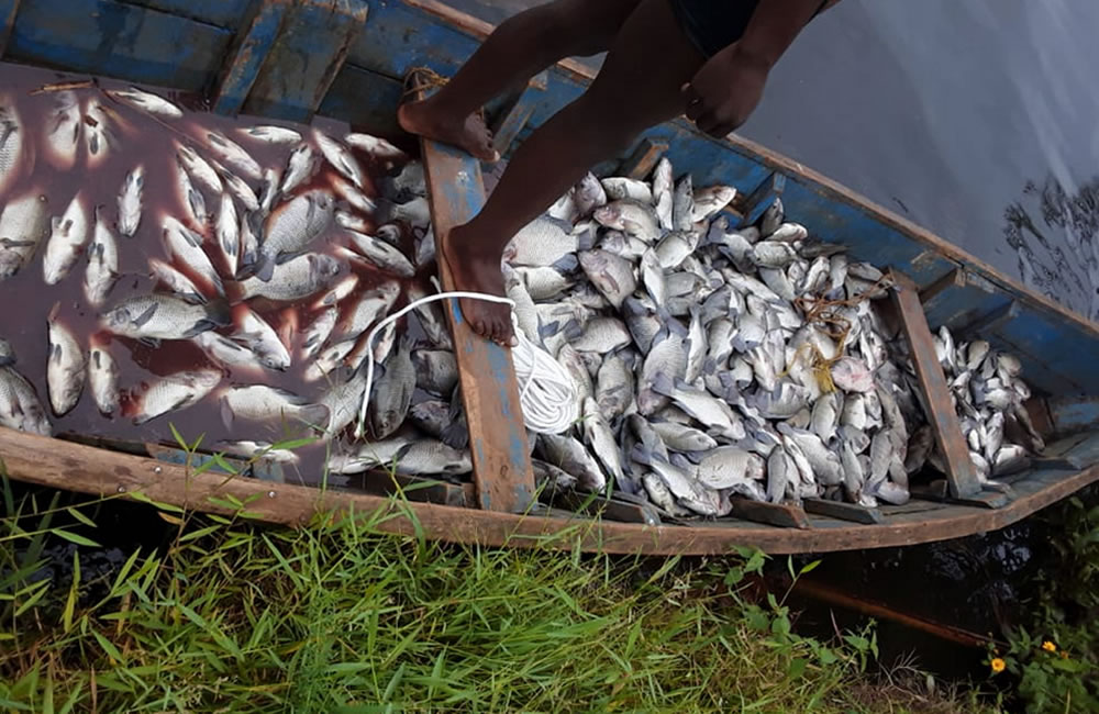 Rwanda Fish Harvest